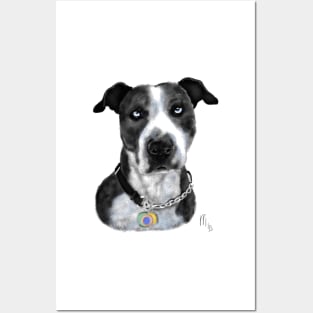 Black and White Pit Bull With Blue Eyes Posters and Art